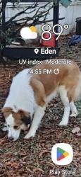 Lost Female Dog last seen Grooms Rd Prickle Rd , Reidsville, NC 27320