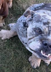 Lost Female Dog last seen Abbey Road, Forney, TX 75126
