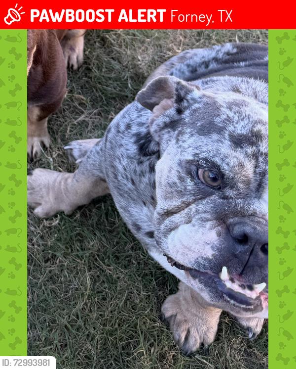 Lost Female Dog last seen Abbey Road, Forney, TX 75126