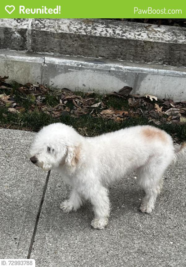 Reunited Male Dog last seen Near the old Jewish hosp now ran by UC, Cincinnati, OH 45229