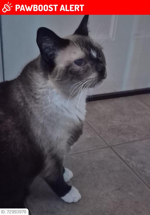 Lost Male Cat last seen Maple, Greenfield Center, NY 12833