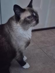 Lost Male Cat last seen Maple, Greenfield Center, NY 12833