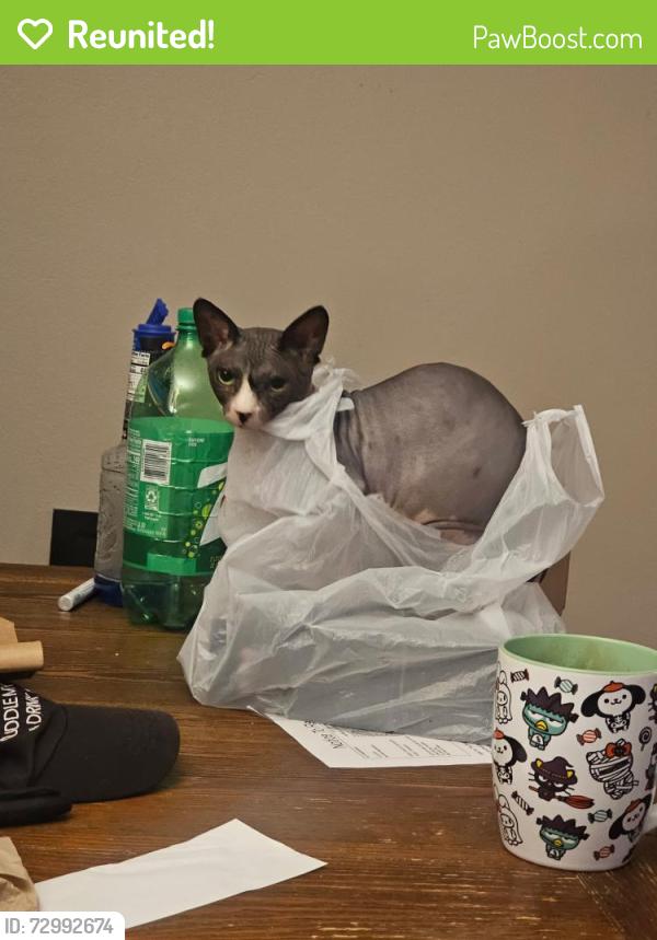 Reunited Male Cat last seen Alondra Blvd. and Longworth Ave., Norwalk, CA 90650