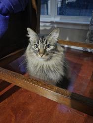 Reunited Female Cat last seen Maitland Woods subdivision, Knoxville, TN 37931