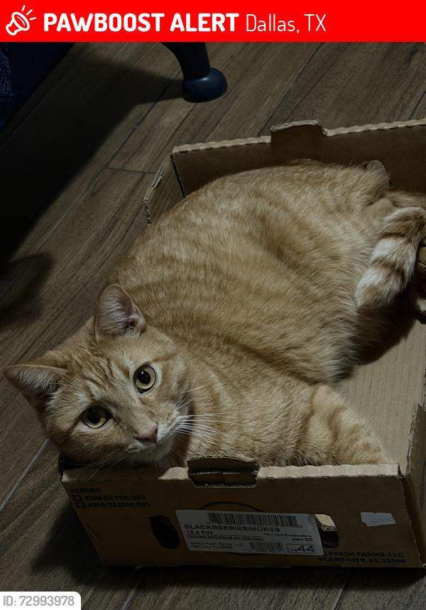 Lost Male Cat last seen Shelburne , Dallas, TX 75227