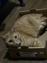 Lost Male Cat last seen Shelburne , Dallas, TX 75227