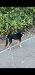 Found/Stray Unknown Dog last seen Riverside - Santa Ana river trail , Riverside, CA 92501