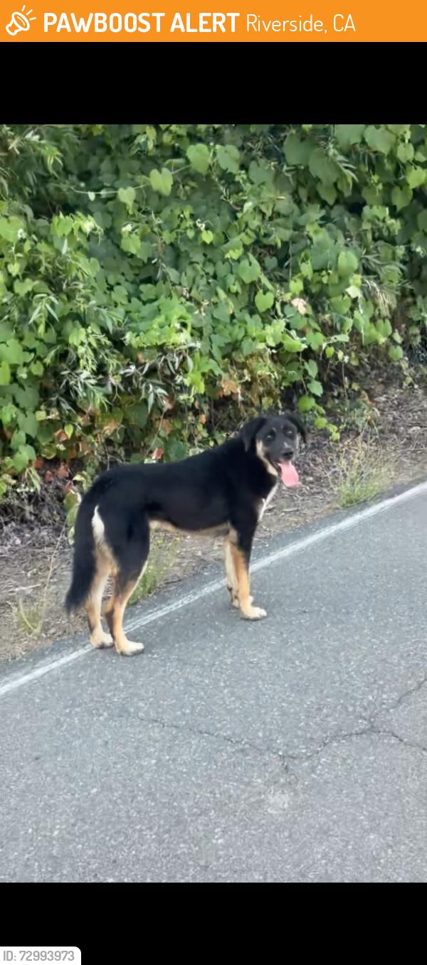 Found/Stray Unknown Dog last seen Riverside - Santa Ana river trail , Riverside, CA 92501