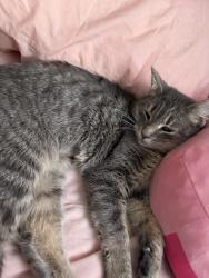 Lost Female Cat last seen 24th St, Port Huron, MI 48060