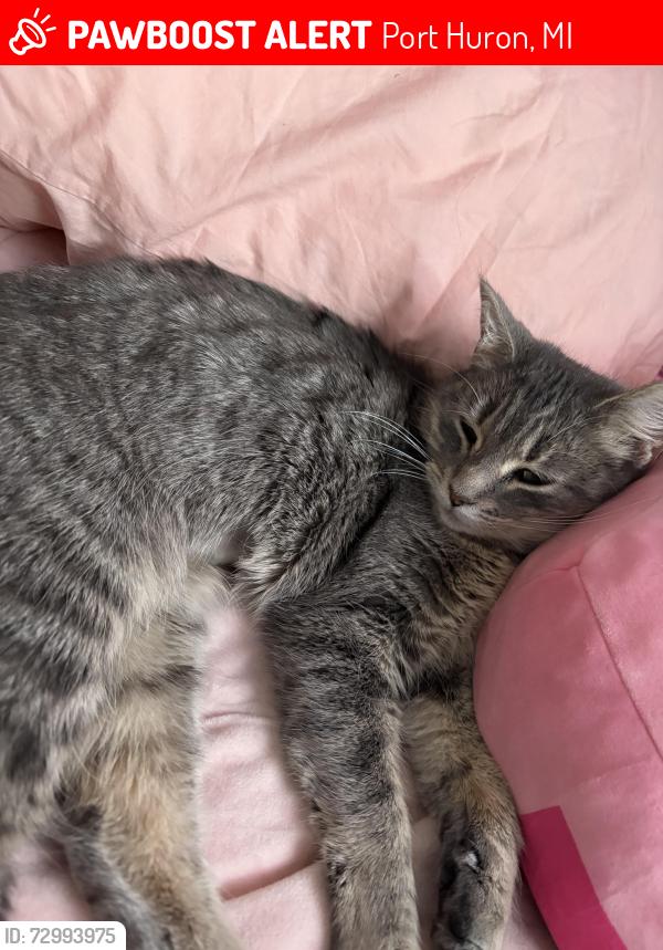 Lost Female Cat last seen 24th St, Port Huron, MI 48060