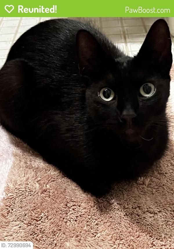 Reunited Male Cat last seen 23rd St and Pico, Santa Monica, CA 90404