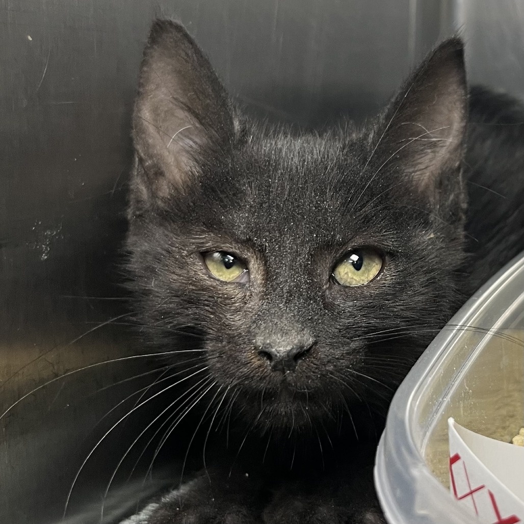 Shelter Stray Male Cat last seen , 4575 E Mesquite Ave, Palm Springs, CA 92264, USA