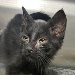Shelter Stray Female Cat last seen , 4575 E Mesquite Ave, Palm Springs, CA 92264, USA