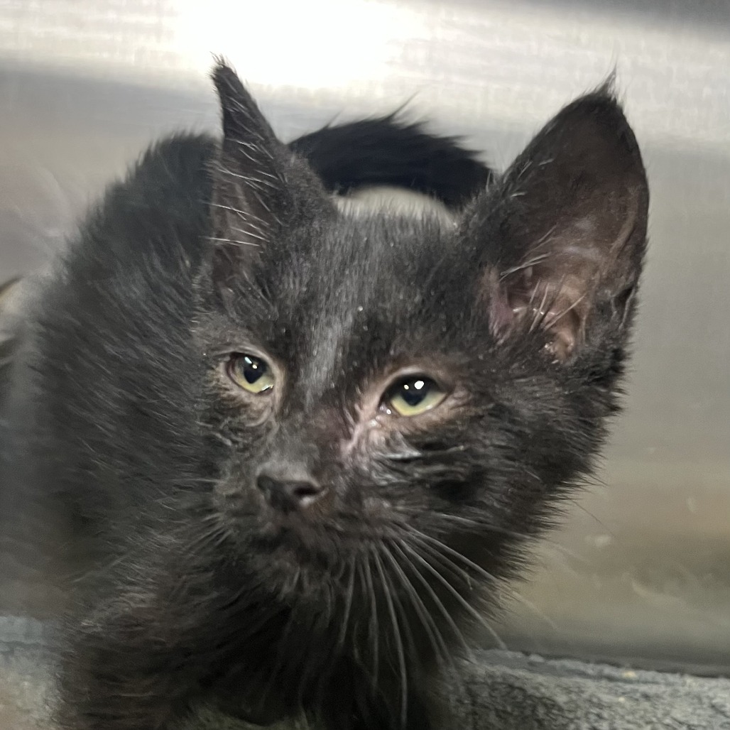 Shelter Stray Female Cat last seen , 4575 E Mesquite Ave, Palm Springs, CA 92264, USA