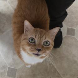 Shelter Stray Male Cat last seen , 980 Guilford College Rd, Greensboro, NC 27409, USA