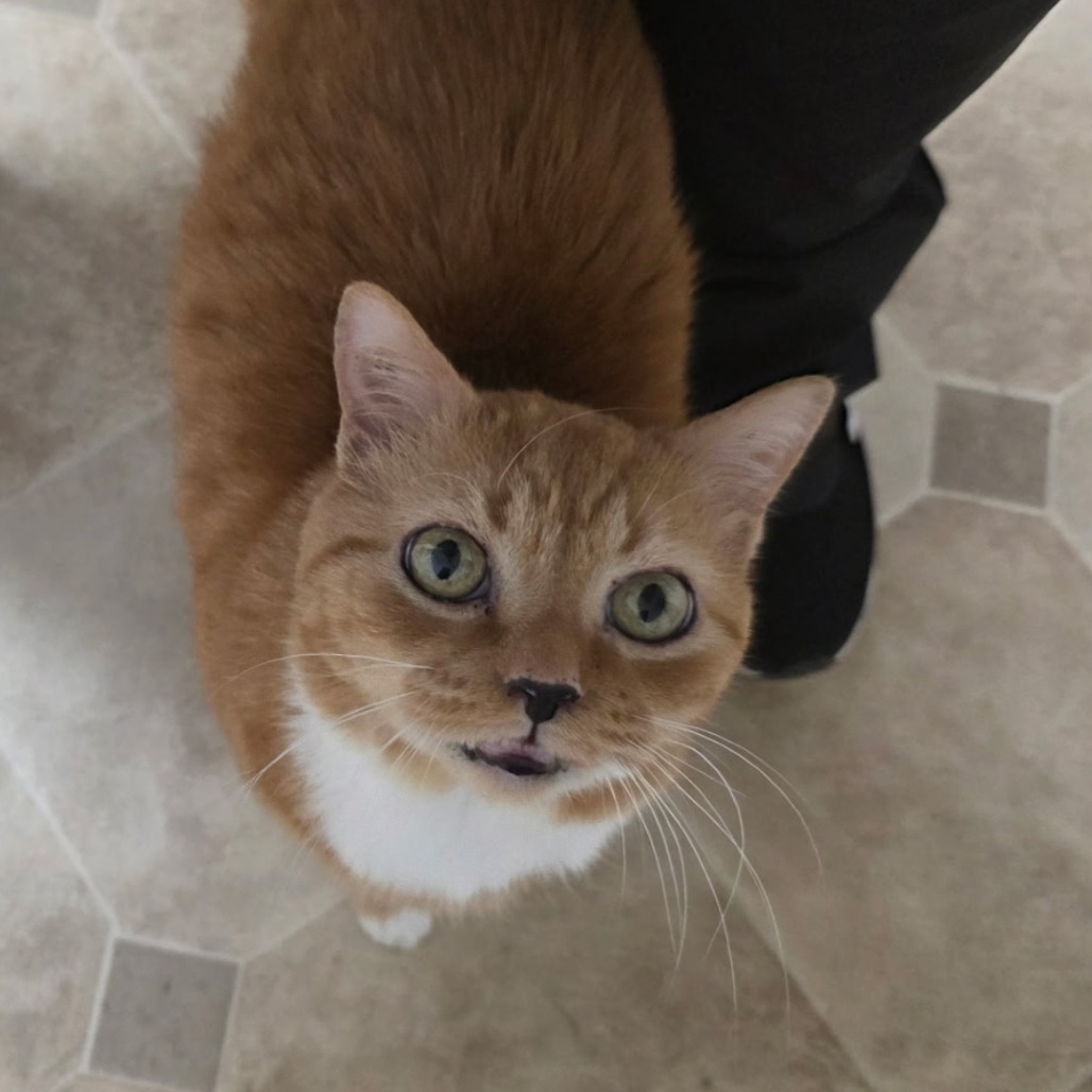Shelter Stray Male Cat last seen , 980 Guilford College Rd, Greensboro, NC 27409, USA