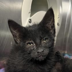 Shelter Stray Female Cat last seen , 4575 E Mesquite Ave, Palm Springs, CA 92264, USA