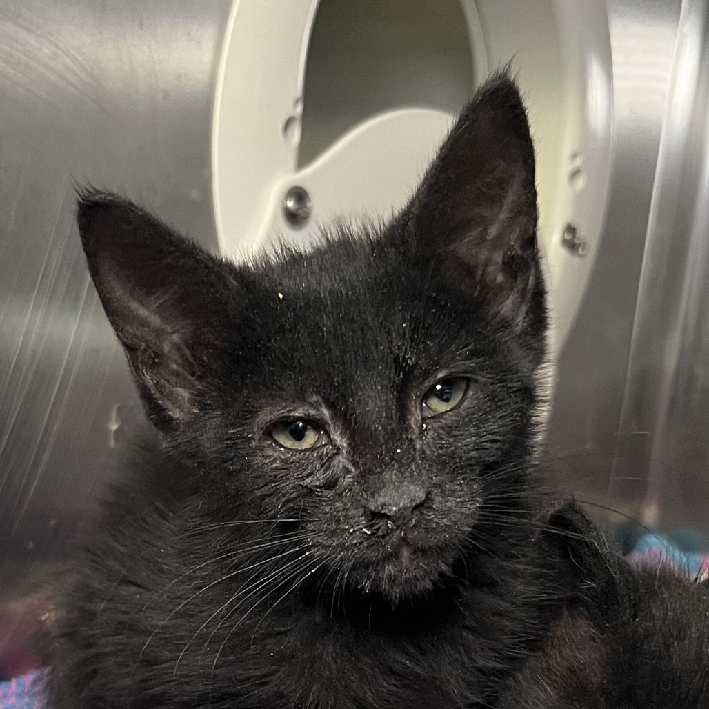 Shelter Stray Female Cat last seen , 4575 E Mesquite Ave, Palm Springs, CA 92264, USA