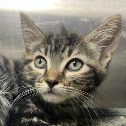 Shelter Stray Female Cat last seen , 4575 E Mesquite Ave, Palm Springs, CA 92264, USA
