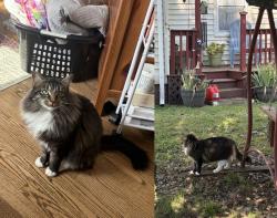Lost Female Cat last seen Home on March 15th - Residential area around New Baptist Life Church + 7-Eleven on New Market Rd., Richmond, VA 23231