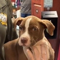 Shelter Stray Male Dog last seen , 3428 S Jenkins Ave, Norman, OK 73072, USA