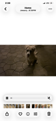 Lost Male Dog last seen Fiddeyment, Roseville, CA 95747