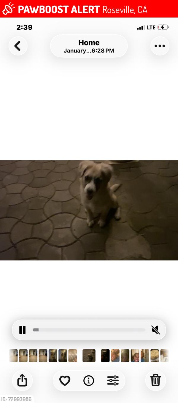 Lost Male Dog last seen Fiddeyment, Roseville, CA 95747