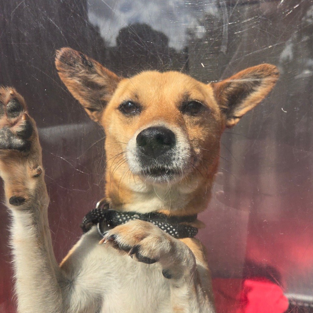 Shelter Stray Female Dog last seen , 54687 Co Rd 19, Bristol, IN 46507, USA