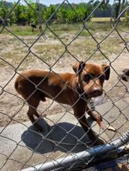 Reunited Male Dog last seen Darius Pearce, Bethlehem Church Rd , Franklin County, NC 27596