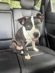 Found/Stray Female Dog last seen River Oaks Drive , Dallas, TX 75241