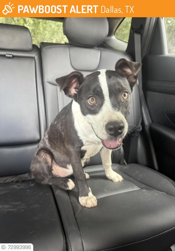 Found/Stray Female Dog last seen River Oaks Drive , Dallas, TX 75241