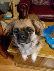 Lost Female Dog last seen Sawyer Brown rd, Nashville, TN 37205