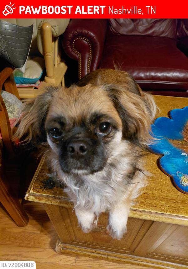 Lost Female Dog last seen Sawyer Brown rd, Nashville, TN 37205
