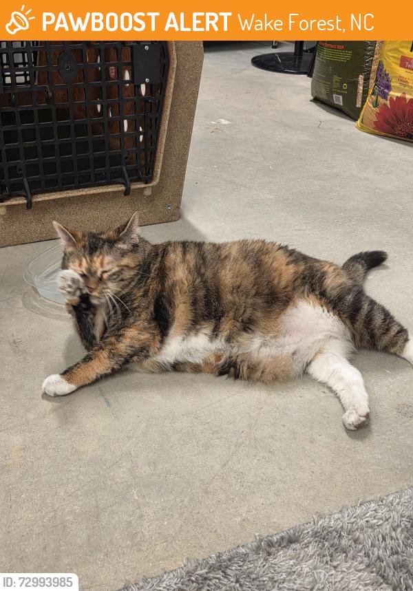 Found/Stray Female Cat last seen Rogers Road, Wake Forest, NC 27587