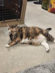 Found/Stray Female Cat last seen Rogers Road, Wake Forest, NC 27587