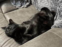 Lost Female Cat last seen E 2nd and Hoover, Boyertown, PA 19512
