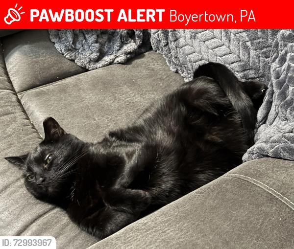 Lost Female Cat last seen E 2nd and Hoover, Boyertown, PA 19512