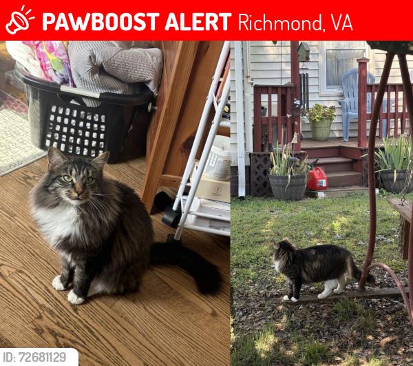 Lost Female Cat last seen Home on March 15th - Residential area around New Baptist Life Church + 7-Eleven on New Market Rd., Richmond, VA 23231