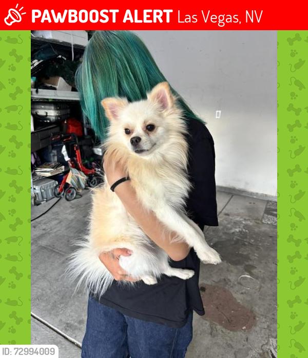 Lost Male Dog last seen GOWAN RD AND CAMPBELL RD, Las Vegas, NV 89129