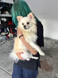 Lost Male Dog last seen GOWAN RD AND CAMPBELL RD, Las Vegas, NV 89129