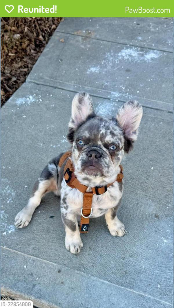 Reunited Male Dog last seen N 107 & Sheffield in Avalon, North Central Omaha, NE 68122