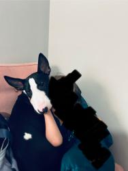 Reunited Male Dog last seen CVS , Kansas City, MO 64111