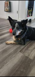 Reunited Male Dog last seen Near n 500 e , Springville, UT 84663