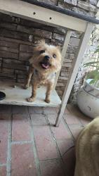 Reunited Female Dog last seen Lakeside/Live Oak Dr. , Riverside, CA 92509