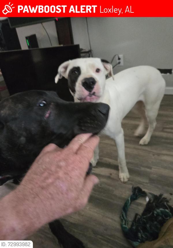 Lost Female Dog last seen Hwy 59 and grey rd, Loxley, AL 36551