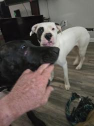 Lost Female Dog last seen Hwy 59 and grey rd, Loxley, AL 36551