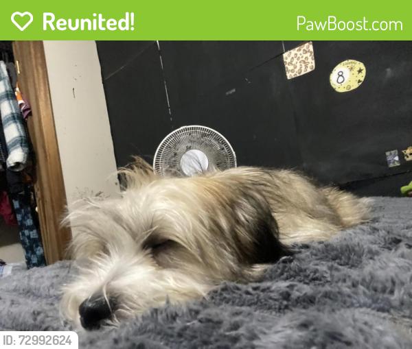 Reunited Male Dog last seen Little Tokyo cafe mountain grove dr, Knoxville, TN 37920