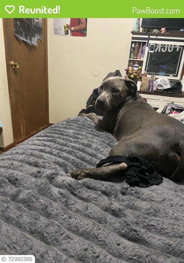 Reunited Male Dog last seen Little Tokyo cafe mountain grove drive, Knoxville, TN 37920
