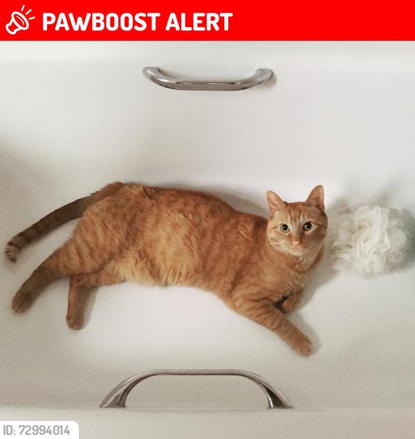 Lost Male Cat last seen Off Raymond Place near the Queensway, East Kilbride, Scotland G75