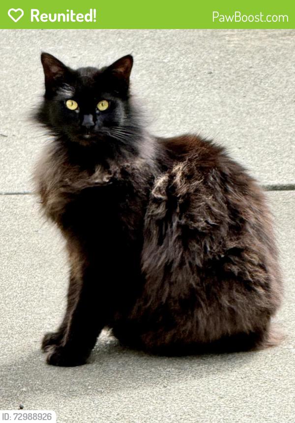 Reunited Female Cat last seen El Varano and El Paso Way between East Ave and Lassen Ave, Chico, CA 95973